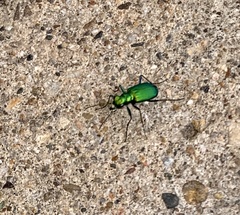 Cicindela sexguttata