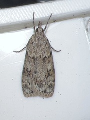 Scoparia basistrigalis