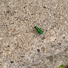 Cicindela sexguttata