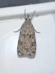 Scoparia basistrigalis