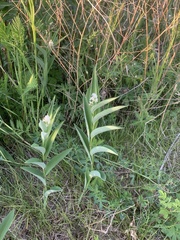Maianthemum stellatum