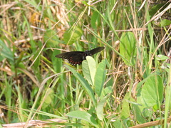 Mimoides ilus branchus