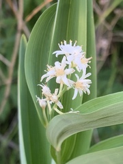 Maianthemum stellatum