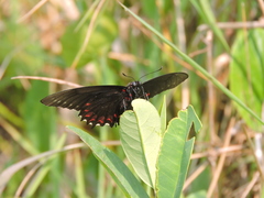 Mimoides ilus branchus