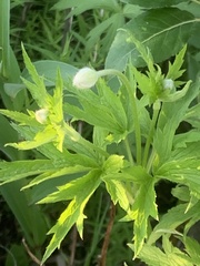Anemonastrum canadense