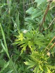 Anemonastrum canadense