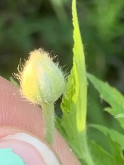 Anemonastrum canadense