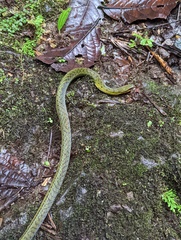 Erythrolamprus epinephalus albiventris