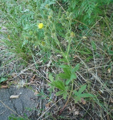 Potentilla recta obscura