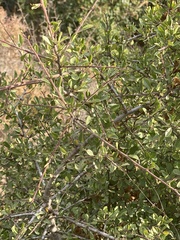Rhamnus lycioides