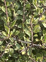 Rhamnus lycioides