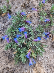 Penstemon caespitosus