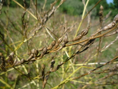 Rapistrum perenne