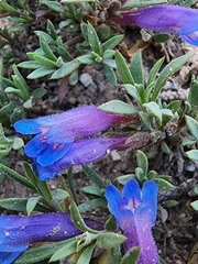 Penstemon caespitosus