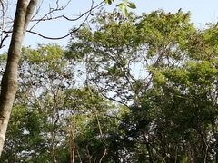 Eumomota superciliosa