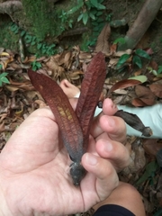 Dipterocarpaceae