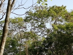 Eumomota superciliosa