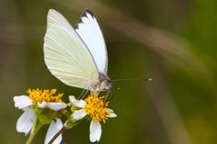 Ascia monuste phileta