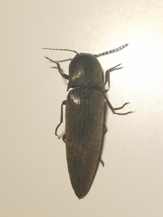 Orthostethus infuscatus