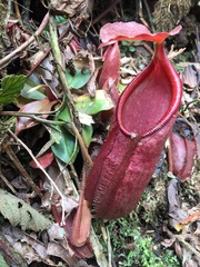 Nepenthes gymnamphora