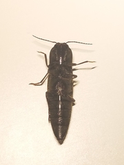 Orthostethus infuscatus