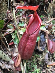 Nepenthes gymnamphora