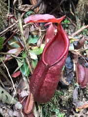 Nepenthes gymnamphora
