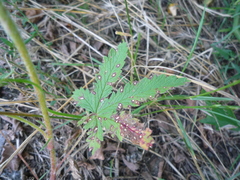 Potentilla recta obscura