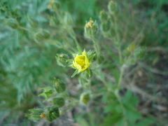 Potentilla recta obscura