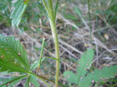 Potentilla recta obscura