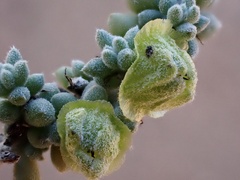 Maireana pyramidata