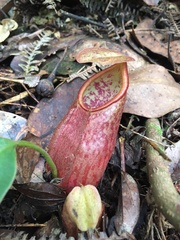 Nepenthes gymnamphora