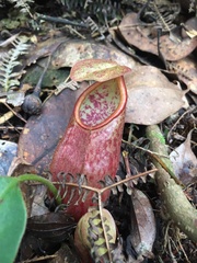 Nepenthes gymnamphora