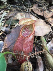 Nepenthes gymnamphora