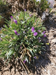 Astragalus spatulatus