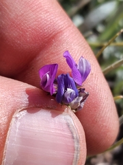Astragalus spatulatus