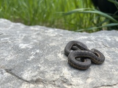 Thamnophis elegans vagrans