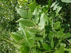 Fraxinus pennsylvanica lanceolata