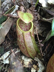 Nepenthes gymnamphora