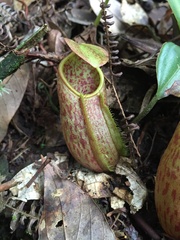 Nepenthes gymnamphora