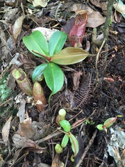 Nepenthes gymnamphora