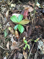 Nepenthes gymnamphora