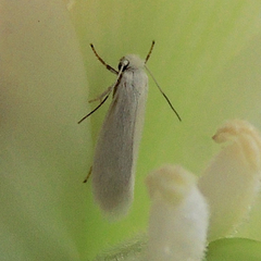 Tegeticula paradoxa