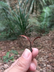 Dipterocarpaceae