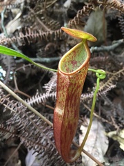 Nepenthes gymnamphora