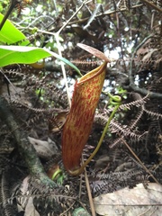 Nepenthes gymnamphora
