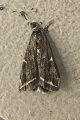 Loxostege munroealis