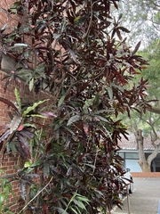 Quintinia