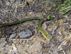 Erythrolamprus epinephalus albiventris