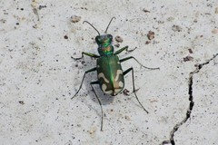 Cicindela decemnotata